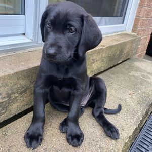 Meet your Posher, Taraneh